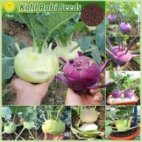 ราคา เมล็ดพันธุ์ กะหล่ำปมสีม่วง กะหล่ำปมสีเขียว โคราบี บรรจุ 200 เมล็ด Green Purple Kohlrabi Seed เมล็ดพันธุ์ผัก เมล็ดพันธุ์พืช ผักสวนครัว ผักออร์แกนิก บอนไซ พันธุ์ผัก เมล็ดบอนสี ต้นไม้มงคล เมล็ดผัก ปลูกผั