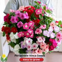 ราคา เมล็ดพันธุ์ แพงพวย หอยขม แพงพวยคละสี ดอกแพงพวย บรรจุ 50 เมล็ด Mixed Periwinkle Seeds Vinca Flower Seed แพงพวยไทย เมล็ดแพงพวย เมล็ดดอกไม้ บอนสีราคาถูก เมล็ดบอนสี ต้นไม้มงคล บอนสี ไม้ประดับ พันธุ์ดอกไม้