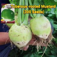 ราคา เมล็ดพันธุ์ มัสตาร์ดหัวใต้ดิน บรรจุ 300 เมล็ด Tuberous rooted Mustard Seed Organic Vegetable Seeds for Planting เมล็ดพันธุ์ผัก บอนไซ ผักสวนครัว ผักออร์แกนิก การทำผักดอง พันธุ์ผัก บอนไซ เมล็ดผัก ปลูกง่
