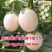 ราคา เมล็ดพันธุ์มะเขือไข่เต่า เมล็ดมะเขือไข่เต่า มะเขือไข่เต่าขาว บรรจุ 100 เมล็ด White Eggplant Seed Organic Vegetables Seeds for Planting เมล็ดพันธุ์ผัก F1 ผักออร์แกนิก เมล็ดบอนสี ผักสวนครัว ต้นไม้มงคล ต