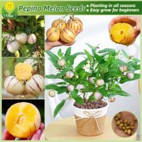 ราคา เมล็ดพันธุ์ โสมผลไม้ บรรจุ 20 เมล็ด Pepino Melon Seeds Ginseng Fruit Seeds for Planting ต้นผลไม้ บอนไซ เมล็ดบอนสี ต้นไม้ผลกินได้ ต้นไม้มงคล เมล็ดผลไม้ กล้วยด่าง บอลสี บอนสีหายาก บอนสี ไม้ประดับมงคล ปล