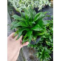 ราคา ต้นวาสนา9ชั้น พร้อมกระถาง 6 นิ้ว ต้นไม้มงคล ฟอกอากาศ ต้นไม้ที่เสริมความโชคดี สมกับชื่อวาสนา9ชั้น ต้นไม้แห่งโชคลาภวาสนา (16671460878)