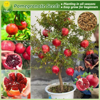 ราคา เมล็ดพันธุ์ ผลทับทิม เมล็ดทับทิม บรรจุ 50 เมล็ด Bonsai Pomegranate Seeds Fruit Plants บอนไซ ต้นผลไม้ เมล็ดผลไม้ พันธุ์ผลไม้ เมล็ดพันธุ์ผลไม้ ต้นไม้กินผล เมล็ดบอนสี ต้นไม้แคระ ต้นไม้มงคล เมล็ดพันธุ์ผัก