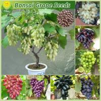 ราคา เมล็ดพันธุ์ องุ่น บรรจุ 100 เมล็ด Bonsai Grape Seeds for Planting Fruit Plants บอนไซ ต้นผลไม้ เมล็ดผลไม้ ต้นองุ่น พันธุ์ เมล็ดพันธุ์ผลไม้ พันธุ์ผลไม้ เมล็ดองุ่นปลูก ต้นไม้กินผล เมล็ดบอนสี ต้นไม้มงคล เ