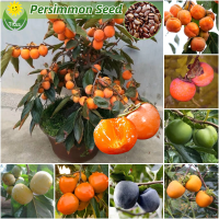 ราคา เมล็ดพันธุ์ ลูกพลับ บรรจุ 30เมล็ด Sweet Persimmon Seed Fruit Seeds for Planting เมล็ดพันธุ์ผลไม้ ต้นไม้ผลกินได้ ต้นไม้กินผล เมล็ดผลไม้ พันธุ์ไม้ผล บอนไซ ต้นไม้มงคล ต้นไม้จริง เมล็ดพันธุ์บอนสี ต้นไม้ ต