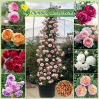 ราคา เม็ดพันธุ์ กุหลาบเลื้อย บรรจุ 100 เมล็ด Climbing Rose Seed บอนสี เมล็ดบอนสี ปีนกุหลาบ ต้นไม้มงคล บอนสีแปลกๆ เมล็ดดอกไม้ เมล็ดบอนสีสวยๆ ต้นไม้ประดับ ต้นไม้ฟอกอากาศ พันธุ์ดอกไม้ บอนสีหายาก ต้นไม้บอนไซ แ