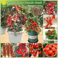 ราคา เมล็ดพันธุ์ มะเขือเทศเชอรี่ บรรจุ 150 เมล็ด Bonsai Cherry Tomato Seed Vegetable Seeds for Planting เมล็ดมะเขือเทศเชอร์รี่ มะเขือเทศ เมล็ดผลไม้ เมล็ดพันธุ์ผัก ต้นไม้มงคล พันธุ์ไม้ผล ต้นผลไม้ ผักออร์แกน