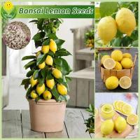 ราคา เมล็ดพันธุ์ มะนาว คนแคระ บรรจุ 15 เมล็ด Dwarf Bonsai Lemon Seed Fruit Seeds for Planting เมล็ดมะนาว บอนไซ ต้นผลไม้ เมล็ดผลไม้ พันธุ์ผลไม้ เมล็ดพันธุ์ผลไม้ พันธุ์ไม้ผล ต้นไม้กินผล เมล็ดบอนสี ต้นไม้แคระ