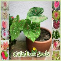 ราคา เมล็ดพันธุ์ บอนสีราชินีใบไม้ คละสี บรรจุ 100 เมล็ด Caladium Seeds บอนสี เมล็ดพันดอกไม้ บอนสีราชินี เมล็ดดอกไม้ เมล็ดบอนสี ต้นฤาษีผสม ต้นบอนไซ ไม้ประดับมงคล ต้นไม้ใบด่าง บอนสีหายาก ต้นไม้ฟอกอากาศ บอนสี