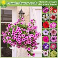 ราคา เมล็ดพันธุ์ ดอกพิทูเนีย เมล็ดพิทูเนีย บอนสี บรรจุ 1000 เมล็ด Petunia Seeds Hanging Plants Flower Seeds บอนไซ เมล็ดดอกไม้ เมล็ดบอนสี ต้นไม้มงคล บอนสีหายาก บอนสีราคาถูก พันธุ์ดอกไม้ ไม้ประดับ ต้นบอนสี ด