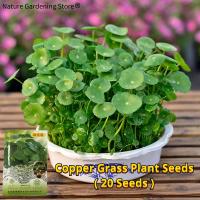 ราคา ปลูกง่าย เมล็ดพันธุ์ บรรจุ 20 เมล็ด Copper Grass Pilea Seeds Water Grass Seeds Hydroponic Plant Bonsai Flower Seeds เมล็ดบอนสี เมล็ดดอกไม้ ต้นไม้มงคล บอนสีราคาถูก ต้นไม้ประดับ พันธุ์ดอกไม้ ต้นไม้จิ๋วจ