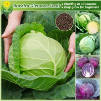 ราคา เมล็ดพันธุ์ กะหล่ำปลี เขียว กะหล่ำปลียักษ์ บรรจุ 200เมล็ด Brassica Oleracea Green Cabbage Seed Vegetable Seeds for Planting เมล็ดกะหล่ำปลี ผักออร์แกนิก เมล็ดพันธุ์ผัก ผักสวนครัว ปลูกผัก พันธุ์ผัก เมล็