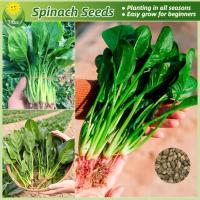 ราคา เมล็ดพันธุ์ ปวยเล้ง เมล็ดปวยเล้ง บรรจุ 200 เมล็ด Spinach Seeds Vegetable Seeds for Planting เมล็ดพันธุ์ปวยเล้ง เมล็ดพันธุ์ผัก ผักสวนครัว ผักออร์แกนิก บอนไซ พันธุ์ผัก เมล็ดบอนสี ผักสวนครัว เมล็ดผัก ต้น