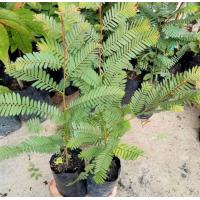 ราคา มะขามยัก ต้นมะขามป้อม ผลยักษ์พันธุ์เตี้ย จัดชุด 1แถม1 ฟรี เป็นสมุนไพร มีสรรพคุณทางยา แก้หวัด ไอ ผลใหญ่มากและติดผลดก ต้นพันธุ์เพาะเมล็ด ให้ผลผลิตใน 2 ปี มีรากแก้วแข็งแรงไม่ล้มง่าย (21284807282)