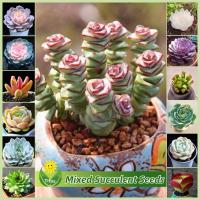 ราคา เมล็ดพันธุ์ พืชอวบน้ำ บรรจุ 100 เมล็ด Mixed Succulent Plant Seeds Flower Seed บอนสี เมล็ดดอกไม้ เมล็ดบอนสี ต้นไม้มงคล บอนไซ ต้นไม้ บอนสีหายาก พันธุ์ดอกไม้ ไม้ประดับในร่ม ดอกไม้ปลูกสวยๆ ต้นบอนสีแปลกๆ ต