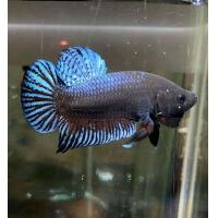 ราคา ปลากัดอินโดแท้ หนังหนาๆ (21570806710)