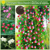 ราคา เมล็ดพันธุ์ เถาไซเปรส ดาวนายร้อย บรรจุ 150 เมล็ด Cypress Vine Flower Seeds Climbing Plants ต้นดาวนายร้อย ไม้ดอก บอนสี เมล็ดดอกไม้ บอนไซ ต้นไม้ประดับ ต้นไม้มงคล ต้นไม้ฟอกอากาศ เมล็ดบอนสี บอนสีสวยๆ พันธ