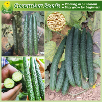 ราคา เมล็ดพันธุ์ แตงกวาญี่ปุ่น บรรจุ 40 เมล็ด Japanese Cucumber Seeds Vegetable Seeds for Planting เมล็ดแตงกวาญี่ปุ่น สายพันธุ์ OP เมล็ดพันธุ์ผัก ผักออร์แกนิก บอนไซ พันธุ์ผัก เมล็ดบอนสี ผักสวนครัว ต้นไม้มง