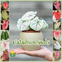 ราคา เมล็ดพันธุ์ บอนสีราชินีใบไม้ คละสี บรรจุ 100 เมล็ด Caladium Plant Seeds บอนสี ต้นฤาษีผสม เมล็ดดอกไม้ บอนสีหายาก ต้นไม้มงคล กวักมรกตด่าง ต้นบอนสี บอนไซ บอนสีแปลกๆ เมล็ดบอนสี ไม้ประดับในร่ม พันธุ์ดอกไม้
