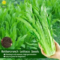 ราคา เมล็ดสลัดกรีนคอส โรเมน บรรจุ 200 เมล็ด Cos Leaf Lettuce Seeds Chinese Romaine Lettuce Seed เมล็ดพันธุ์ ผักสลัดคอสบอสตัน เมล็ดพันธุ์ผัก เมล็ดพันธุ์พืช ผักสวนครัว ผักออร์แกนิก พันธุ์ผัก เมล็ดบอนสี ต้นไม