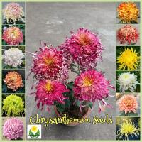 ราคา เมล็ดพันธุ์ ดอกเบญจมาศ คละสี บรรจุ 200 เมล็ด Mixed Chrysanthemum Flower Seeds for Planting บอนสี เมล็ดดอกไม้ ไม้ประดับ เมล็ดบอนสี ดอกไม้ปลูกสวยๆ บอนไซ ต้นบอนสี บอนสีหายาก พันธุ์ดอกไม้ ต้นไม้มงคล ต้นไม