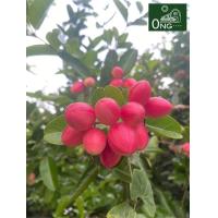 ราคา มะม่วงหาวมะนาวโห่ มะม่วงหาว มะนาวโห่ ผลมะม่วงหาวมะนาวโห่ ผลไม้ออร์แกนิค พร้อมทาน 1 กิโลกรัม (21690940798)