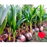 ราคา ต้นพันธุ์มะพร้าววุ้นกะทิพวงร้อย 1 ต้น (21675693806)