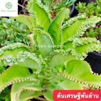 ราคา ต้นเศรษฐีพันล้าน ถ้าปลูกไว้จะร่ำรวย ทำมาค้าขึ้น กระถาง 5 นิ้ว (16180712242)