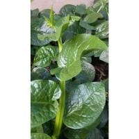 ราคา เมล็ดพันธุ์ เมล็ดผักปรัง ผักปลัง ผักปัง ผักปลังเขียว 300 เมล็ด 10 แถม 1 คละได้ (21085905384)