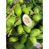 ราคา โปร มะม่วงเบาสดใต้แท้ กรอบ เปรี้ยว ตัดสดส่งทุกวัน ขนาด 1 กก (21438854058)