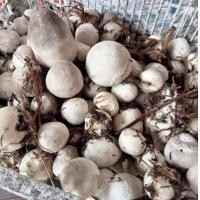ราคา ก้อนเชื้อเห็ดฟาง 2 ก้อน พร้อมใช้งาน นำไปขยายต่อในก้อนฟางหรือตะกร้า ดอกใหญ่ ออกไว (21502821948)