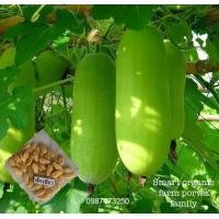 ราคา เมล็ดพันธุ์ฟักเขียวเมล็ดพันธุ์ ฟักเขียว (2638404099)