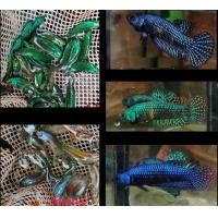 ราคา ปลากัดป่า เพศเมีย 1 ตัว ไซค์แม่พันธุ์ ไข่แน่น สุ่มจากป่าทุกสายพันธุ์ (21282841560)