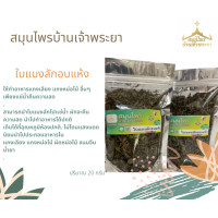 ราคา ใบแมงลักอบแห้ง ปริมาณ 20 กรัม ใช้ทำอาหารแกงเลียง แกงหน่อไม้ อื่นๆ เพียงแช่น้ำคืนความสด (9574566643)