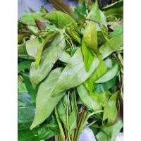 ราคา สด ใหม่จาก ฟาร์ม ทุกวัน ใบมันปู สด สะอาด รับประกันคุณภาพ ราคา ส่ง ถูกที่สุด (21639302472)