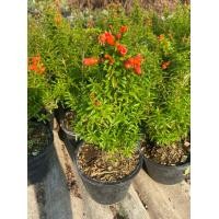 ราคา ต้นทับทิมแคระ ไม้เสริมมงคล ประดับบ้าน จัดส่งทั้งกระถาง (7407914645)