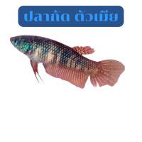 ราคา ปลากัดอีสาน ตัวผู้ ตัวเมีย ปลากัดป่า ปลากัดไทย ปลากัดสวยงาม ปลากัดตัยเมีย (21606038806)