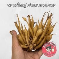 ราคา กระชายขาว สด ขุดไหม่ๆ เกรด AAAA กระชายเหลือง ส่งตรงจากสวน ตรงปกแน่นอน (16730898309)