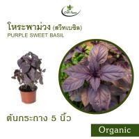 ราคา สวีทเบซิลม่วง โหระพาอิตาเลี่ยนม่วง Organic Purple Sweet Basil (21527867093)