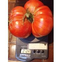ราคา เมล็ดพันธุ์ มะเขือเทศ Big Zac Tomato Seeds (7403444759)