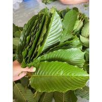 ราคา ใบกระท่อม ก้านเขียว ใบกระท่อมสด 1ขีด กระท่อมสดพร้อมเคี้ยว พร้อมส่ง อายุต้นไม่ต่ำกว่า2 ปี (19282948665)