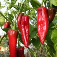 ราคา 40 เมล็ด พริก เมล็ดพันธุ์พริก ปลูก 120 วัน ออกผล pepper seeds สายพันธุ์ Big Jim Hot Pepper (21232501509)
