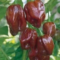 ราคา 12 เมล็ด พริกที่เผ็ดที่สุดในโลก พริกโครตเผ็ด พริก ทานได้ ปลูกได้ทุกที่ Ghost Pepper Chilli Seeds สายพันธุ์ Chocolate Habanero (21353577589)