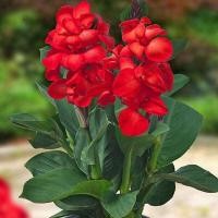 ราคา 20 เมล็ด ดอกไม้ ดอกพุทธรักษา สายพันธุ์แคระ ไม้ดอกทรงคุณค่าที่ช่วยให้มีแต่ความร่มเย็น Cannaceae Canna Seeds สายพันธุ์ Happy Carmen (21321507991)