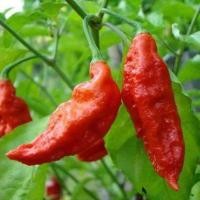 ราคา 15 เมล็ด พริกที่เผ็ดที่สุดในโลก พริกปีศาจ พริก ทานได้ ปลูกได้ทุกที่ Ghost Pepper Chilli Seeds สายพันธุ์ Bhut Jolokia (21353625310)