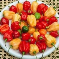 ราคา 12 เมล็ด พริกที่เผ็ดที่สุดในโลก พริกโครตเผ็ด พริก ทานได้ ปลูกได้ทุกที่ Ghost Pepper Chilli Seeds สายพันธุ์ Habanero (21353553876)