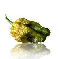 ราคา 15 เมล็ด พริกที่เผ็ดที่สุดในโลก พริกปีศาจ พริก ทานได้ ปลูกได้ทุกที่ Ghost Pepper Chilli Seeds สายพันธุ์ Mustard Bhut Jolokia (21353570777)