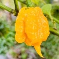 ราคา 15 เมล็ด พริกที่เผ็ดที่สุดในโลก พริกปีศาจ พริก ทานได้ ปลูกได้ทุกที่ Ghost Pepper Chilli Seeds สายพันธุ์ Yellow Carolina Reaper (21353638094)