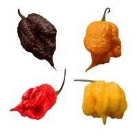 ราคา 12 เมล็ด พริกที่เผ็ดที่สุดในโลก พริกโครตเผ็ด พริก ทานได้ ปลูกได้ทุกที่ Ghost Pepper Chilli Seeds สายพันธุ์ Mix Carolina Reaper (21353586294)