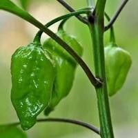 ราคา 12 เมล็ด พริกที่เผ็ดที่สุดในโลก พริกโครตเผ็ด พริก ทานได้ ปลูกได้ทุกที่ Ghost Pepper Chilli Seeds สายพันธุ์ Naga Chilli (21353605290)